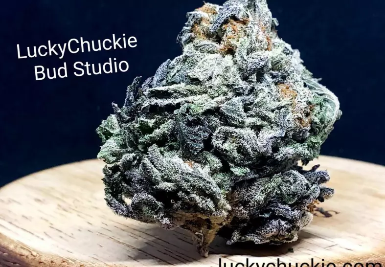 White Gold (Lucky Chuckie)
