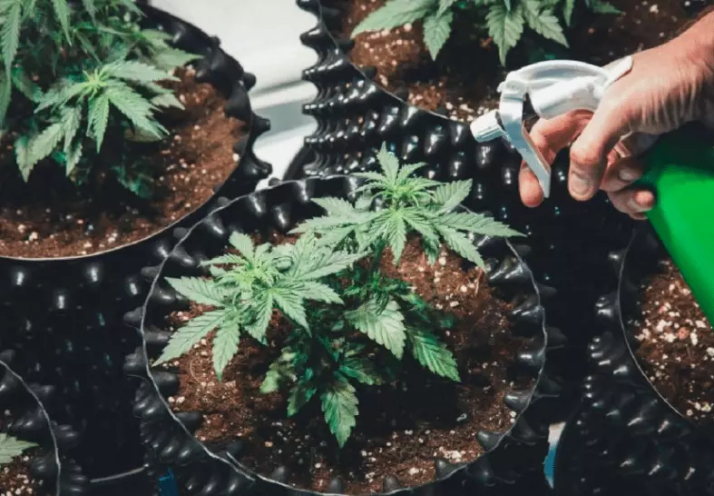 cannabis plants in soil buckets photo