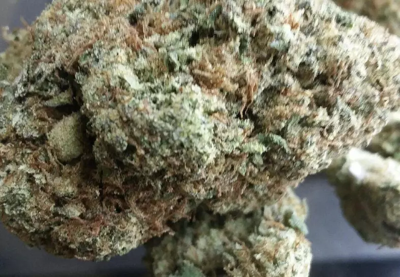 Mimosa (Select Co-Op)