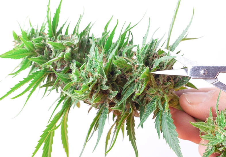 trimming cannabis