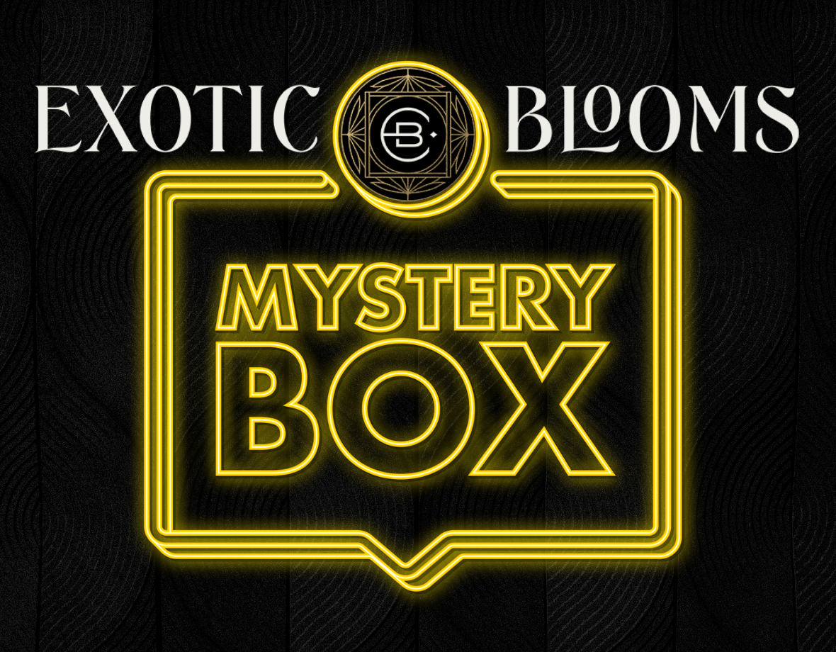 Mystery Box Special