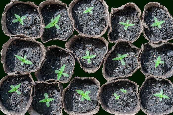 cannabis seedlings in pots photo