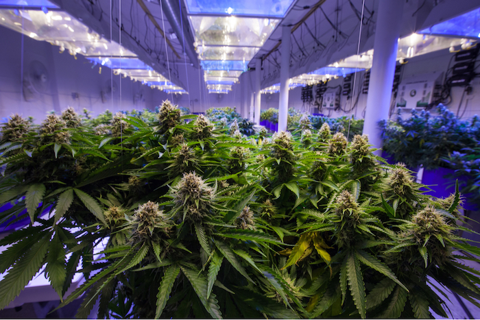 cannabis growroom photo