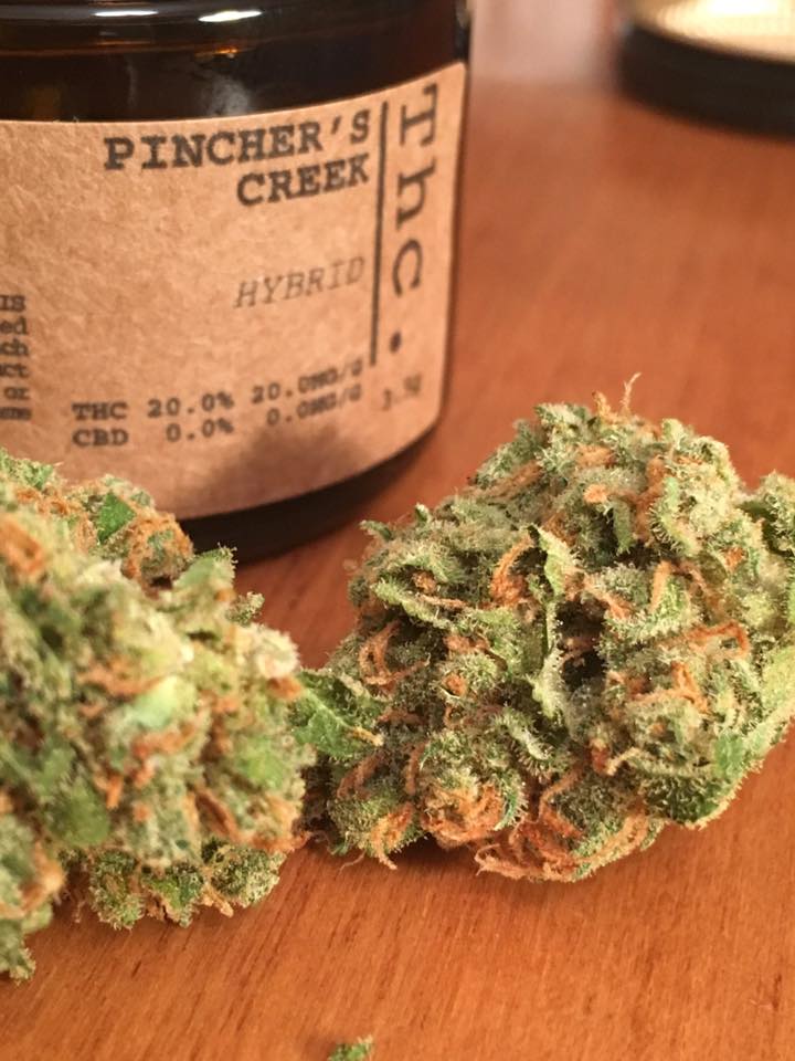 Pincher's Creek cannabis
