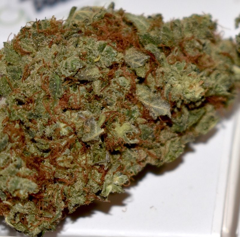 Jungle Punch cannabis