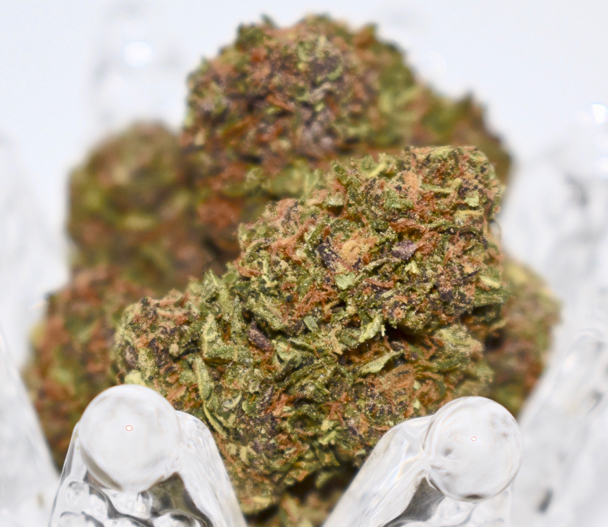 Grape Pie nug cannabis