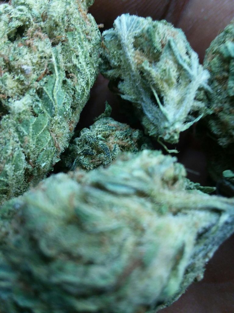 Hippie Crippler select co op dc weed photography
