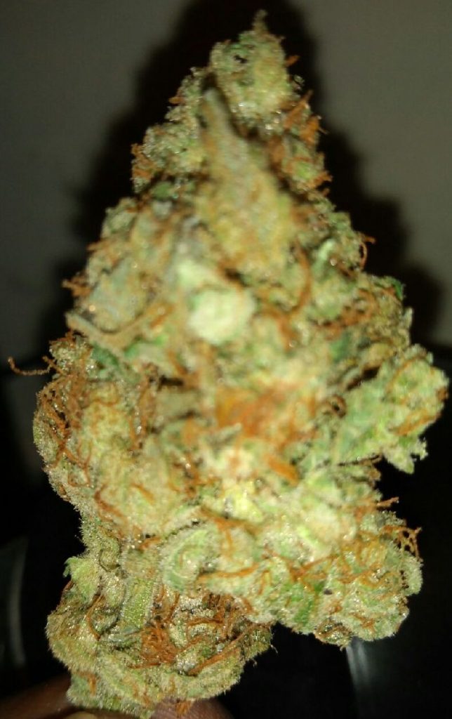 platinum cookies dc select co op weed photography