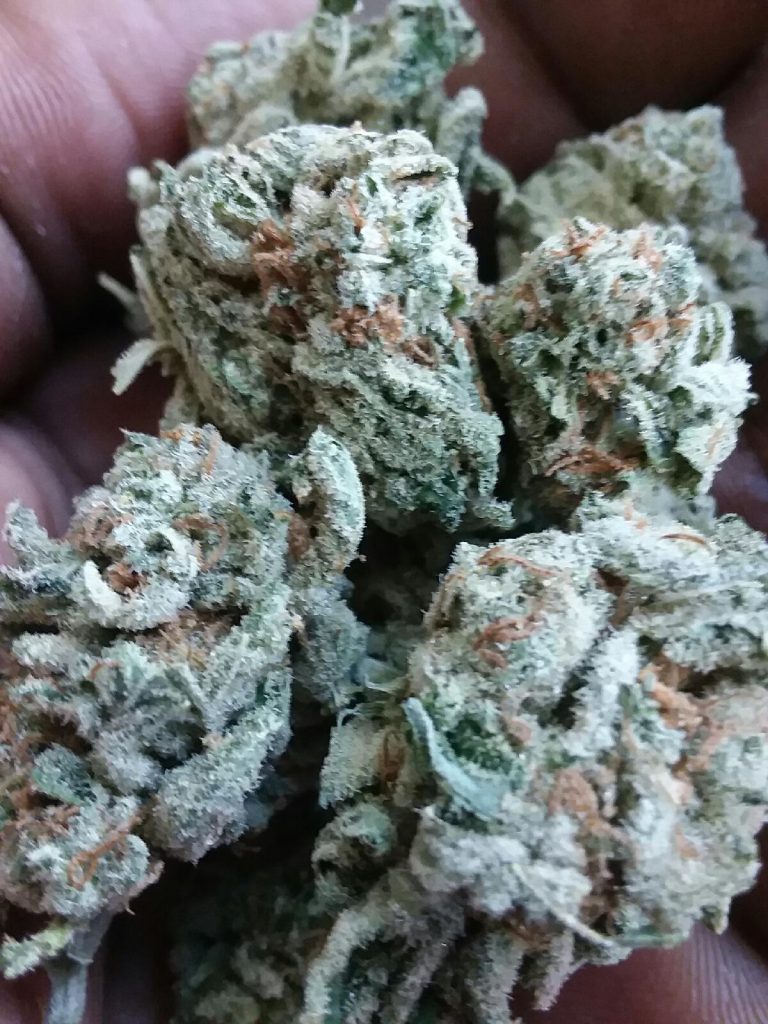 blueberry dc select co op weed photograpy