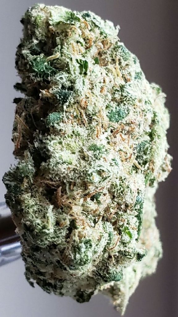 dutch treat dc select co op weed photography