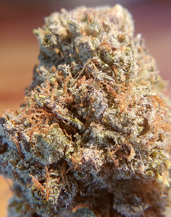 zookies gifted dc weed photography