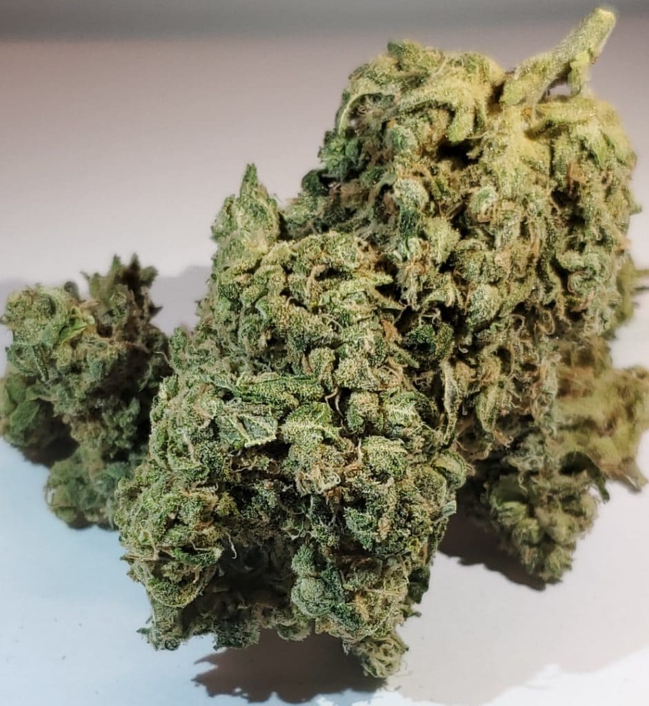 select co op dc champagne supernova weed photo