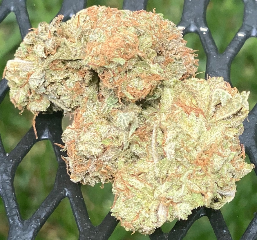 peace in the air rainbow sherbet weed photo