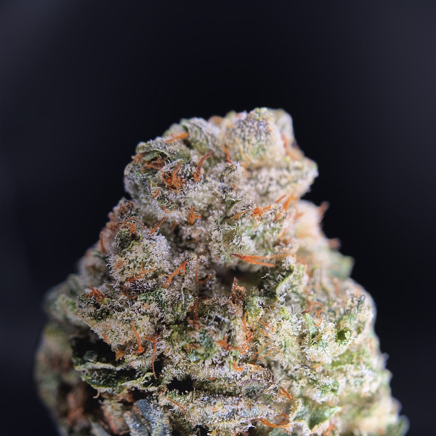 Zookies (Exotic Blooms) | Gentleman Toker