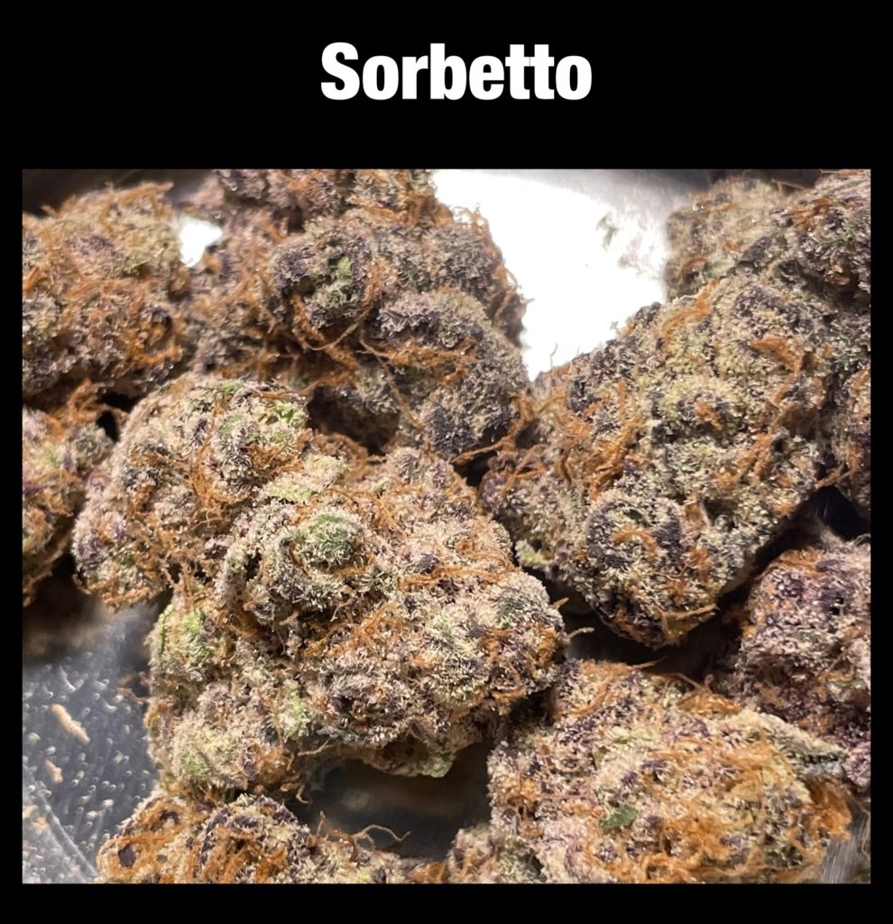 district chiefer sorbetto flower photo