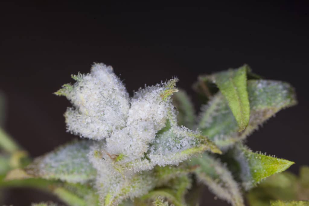 mold growing on cannabis photo
