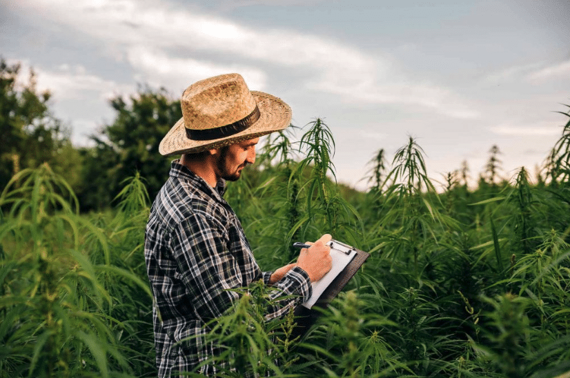 Virginia Legal Weed Field