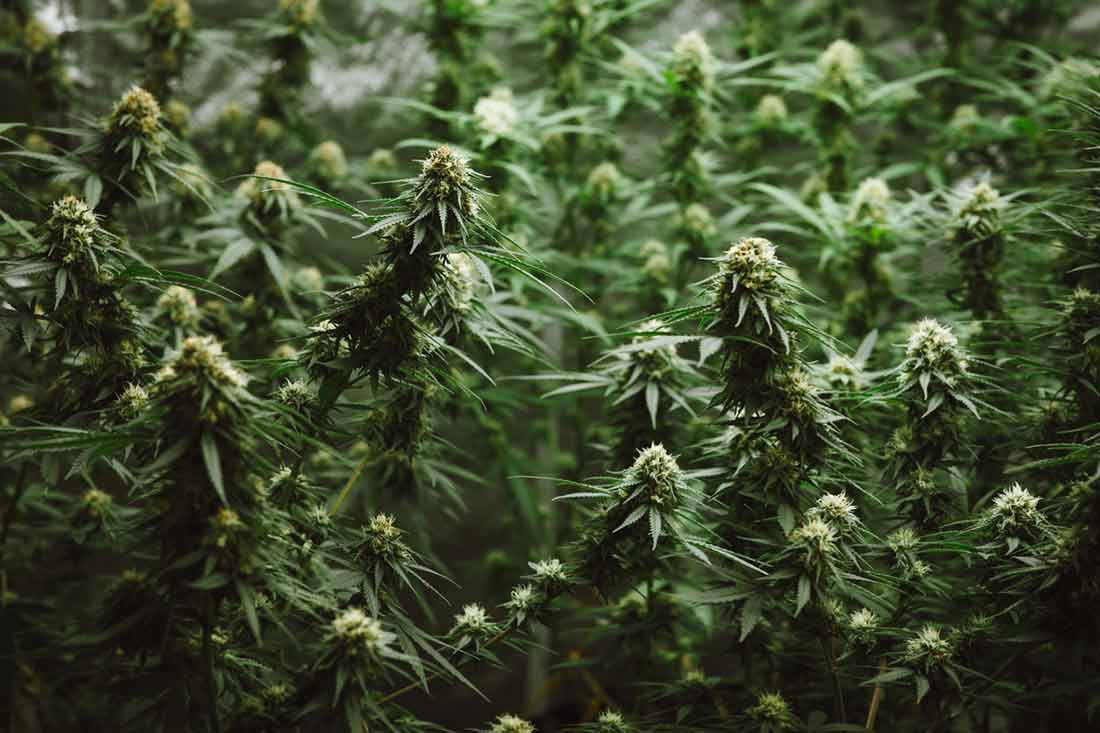 5 Cannabis Breeders You Should Know About Gentleman Toker