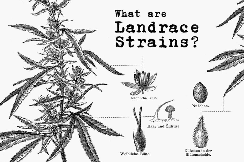 what are landrace strains
