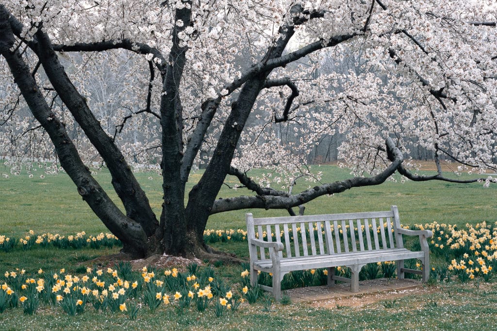 blossom trees at national arboretum washington dc