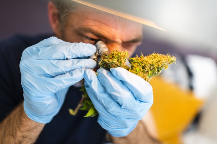 examining organic bud cannabis