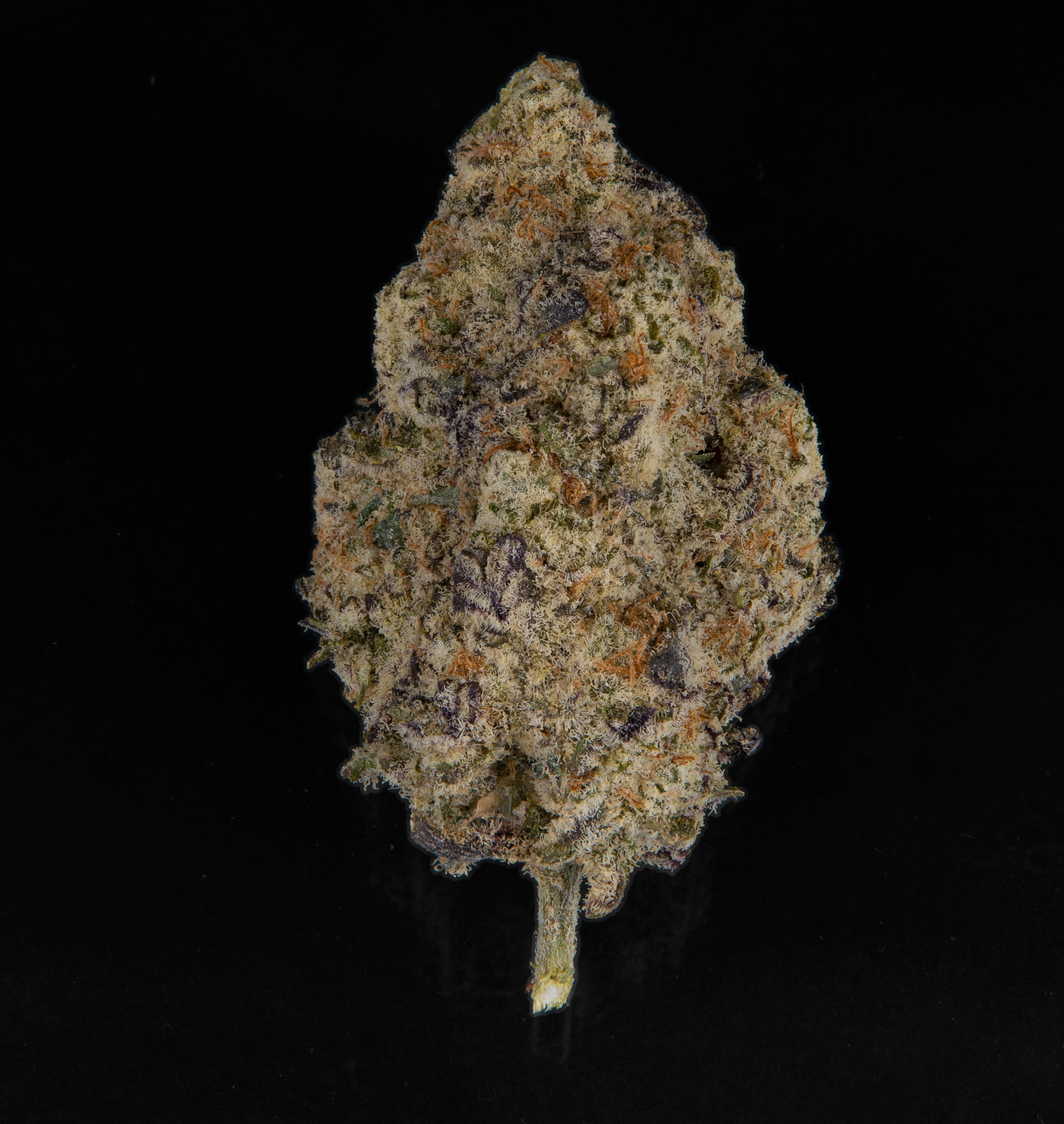 Mac 1 Gentlemantoker