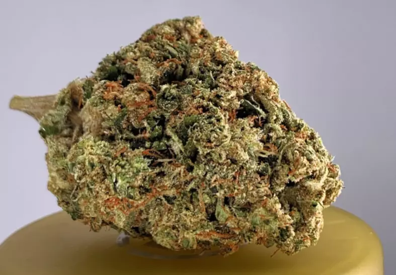 motorbreath strain cannabis photo