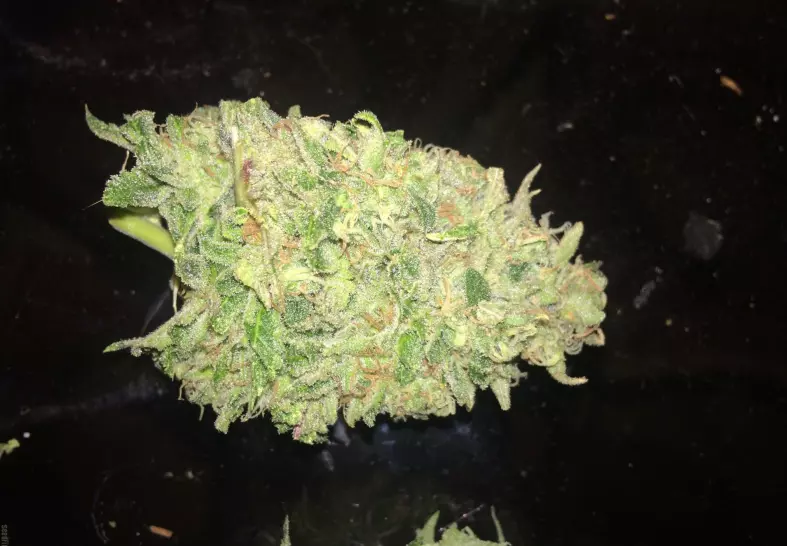 stardawg strain cannabis photo